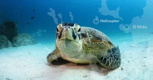 dive sites helicopter island el nido philippines