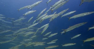 nat-nat dive site el nido