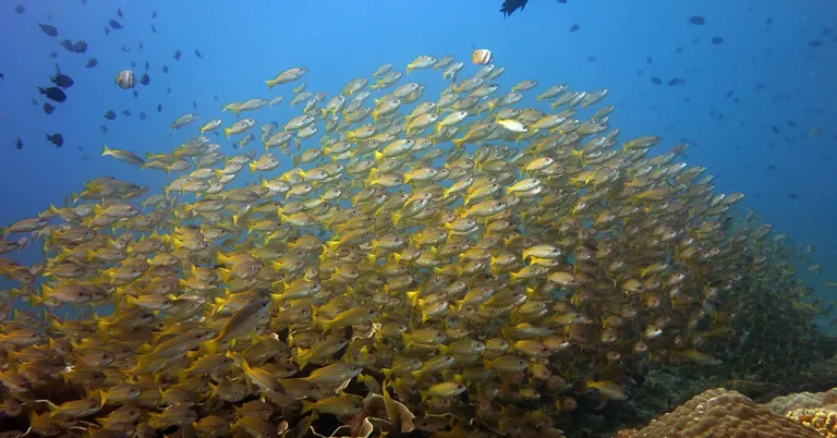 South Miniloc - The most popular dive site in El Nido