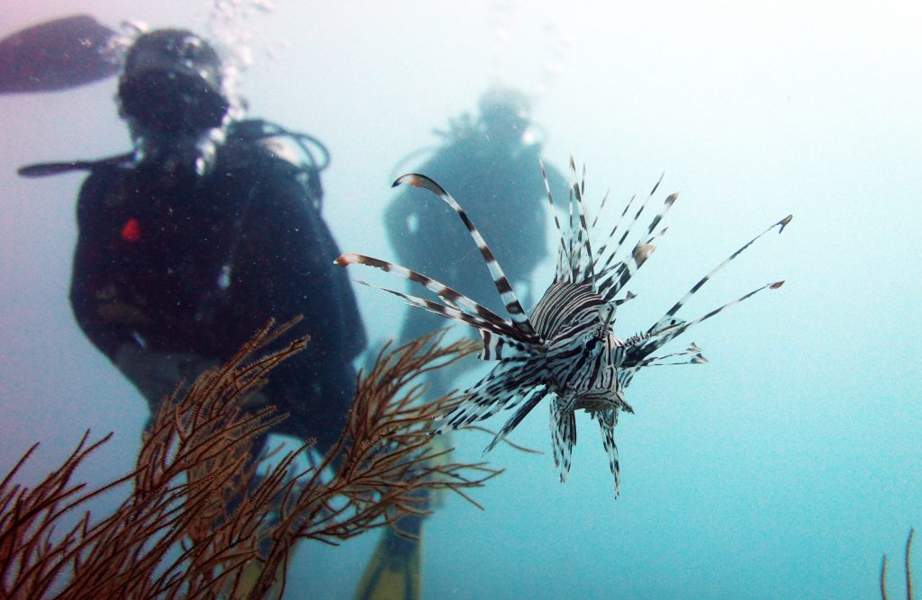 lion fish diver el nido palawan divers
