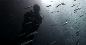 divemaster course el nido palawan divers featured