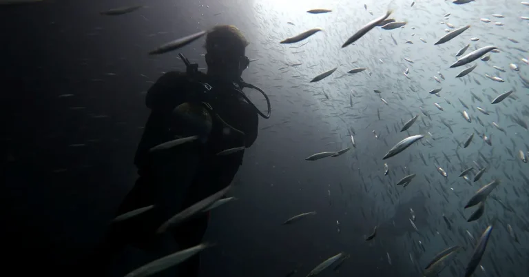 divemaster course el nido palawan divers featured