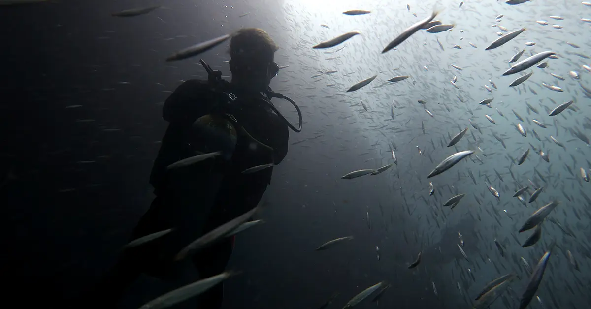 divemaster course el nido palawan divers featured