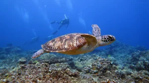 fun dive turtle palawan divers