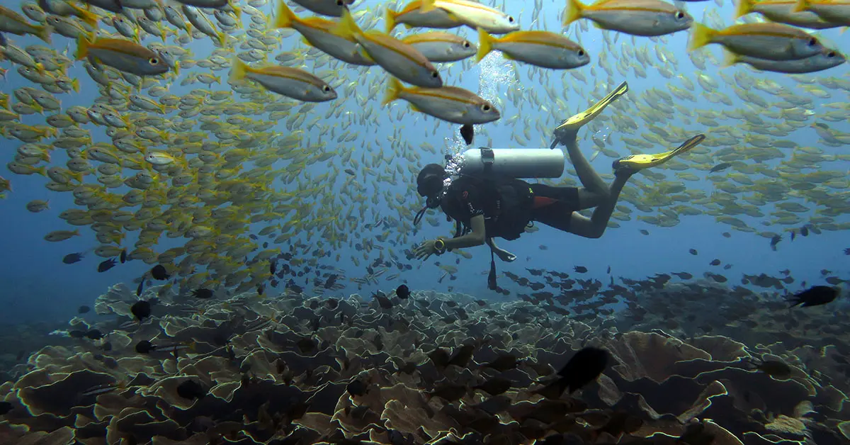 open water course el nido palawan divers
