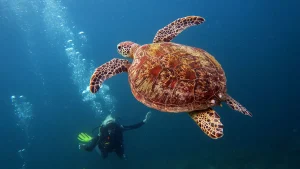 turtle above palawan divers