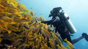yellow snapper school palawan divers