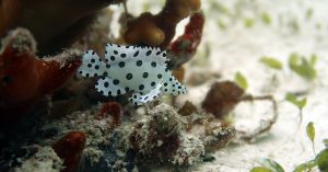 juvenile barramundi el nido palawan divers
