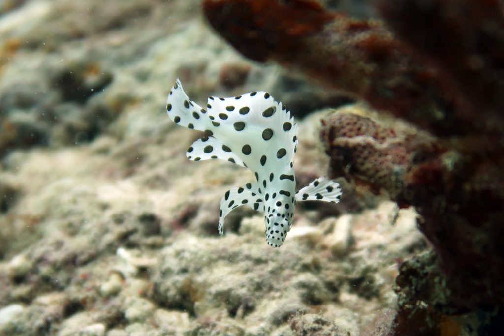 juvenile barramundi front el nido palawan divers