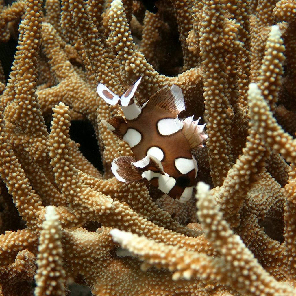 juvenile harlequin sweetlips el nido palawan divers