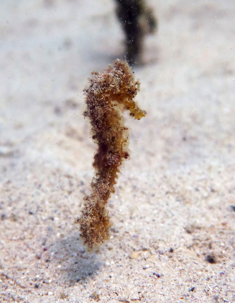 juvenile seahorse el nido palawan divers