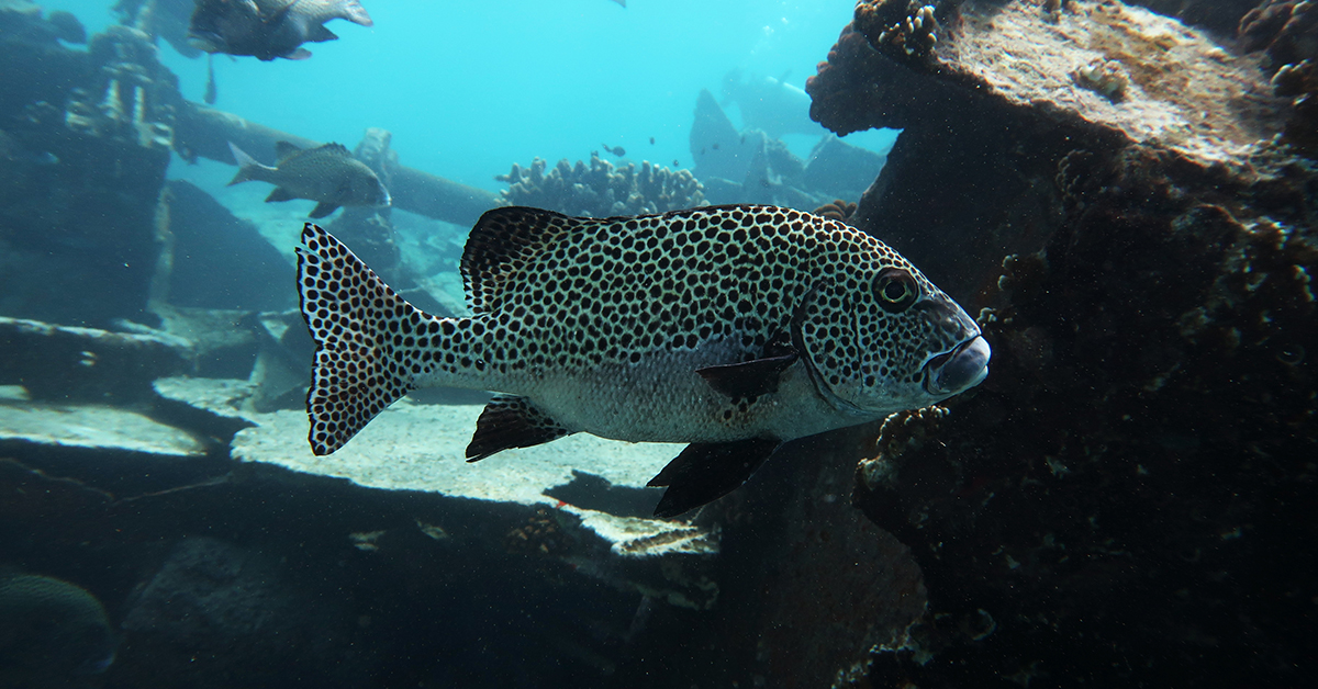 many-spotted-sweetlips-el-nido-palawan-divers