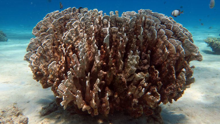 blade fire coral el nido palawan divers