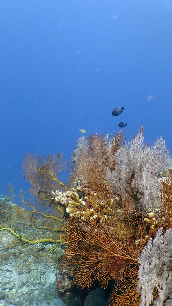 soft coral el nido palawan divers