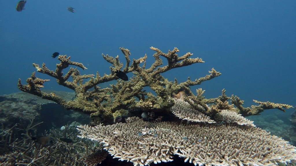 table and staghorn coral el nido palawan divers