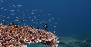 table corals el nido palawan divers cover