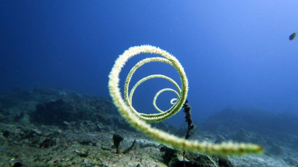 whip coral el nido palawan divers