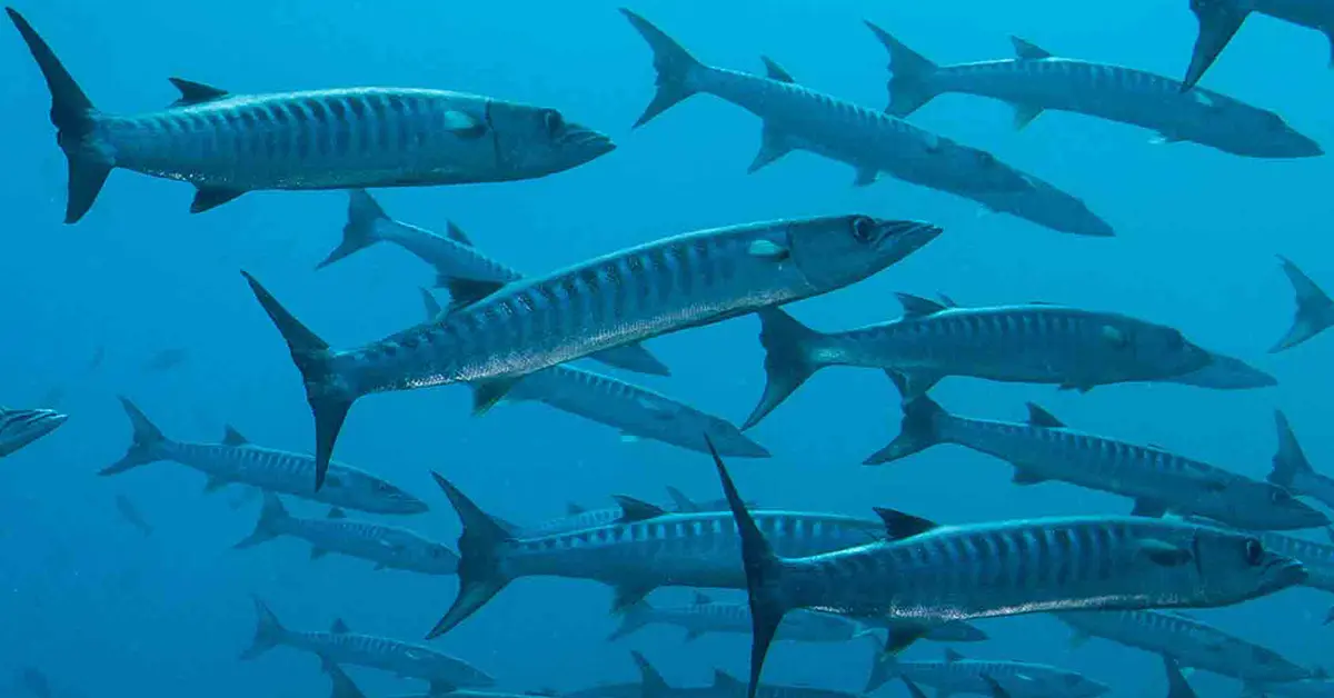 barracuda marine life in elnido palawan divers