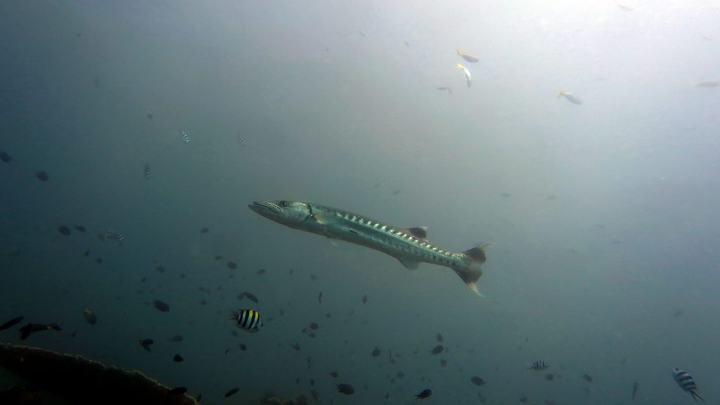 great barracuda solitary el nido palawan divers