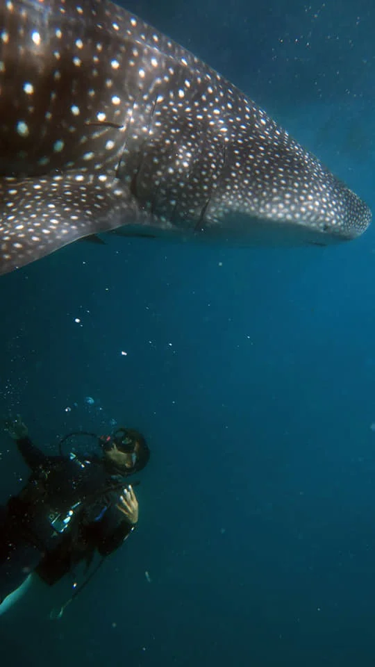whale shark and diver el nido palawan divers