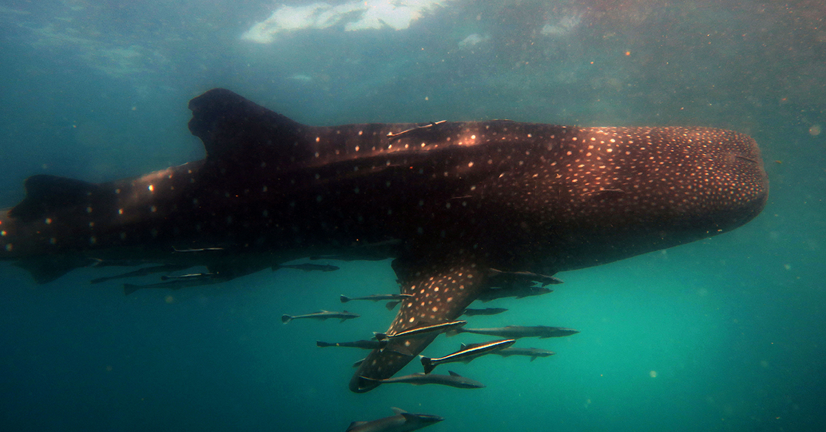 whale sharks el nido palawan divers