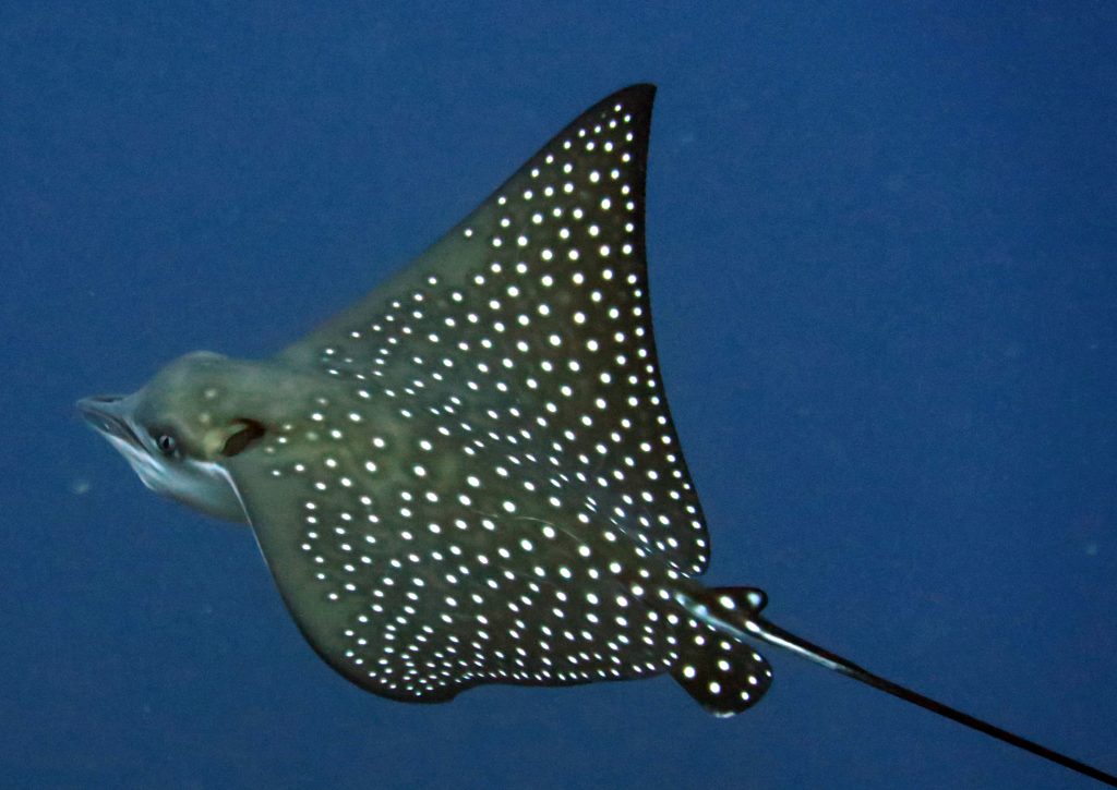 eagle ray close up el nido palawan divers