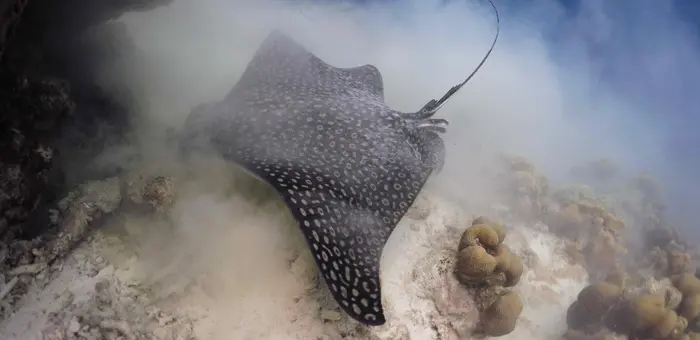 spotted eagle ray probing in sand el nido