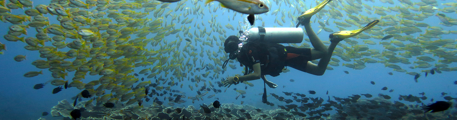 palawan divers open water course
