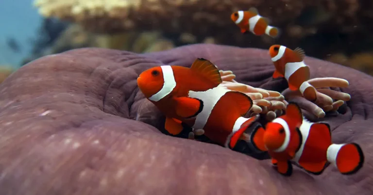 clown fish nemo marine life el nido palawan divers