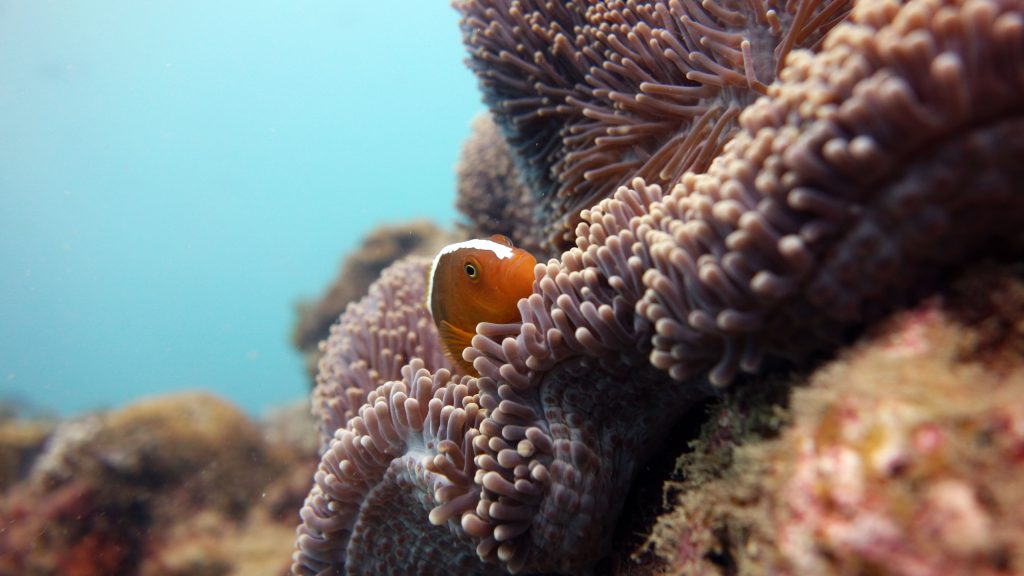 orange anemonefish el nido palawan divers