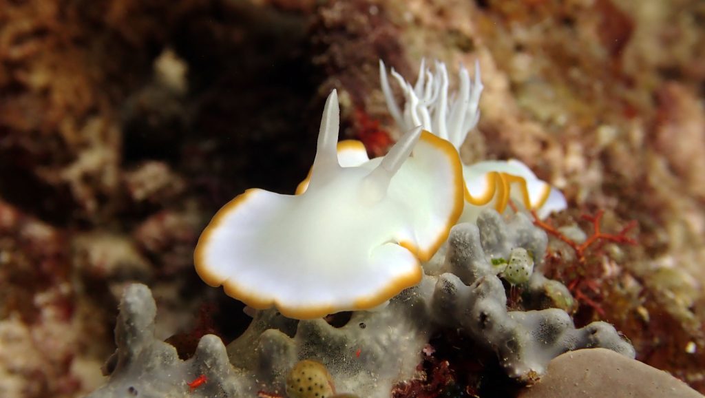 ardeadoris egretta nudibranch el nido palawan divers