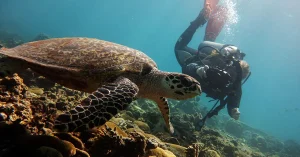 digital underwater photography el nido palawan divers
