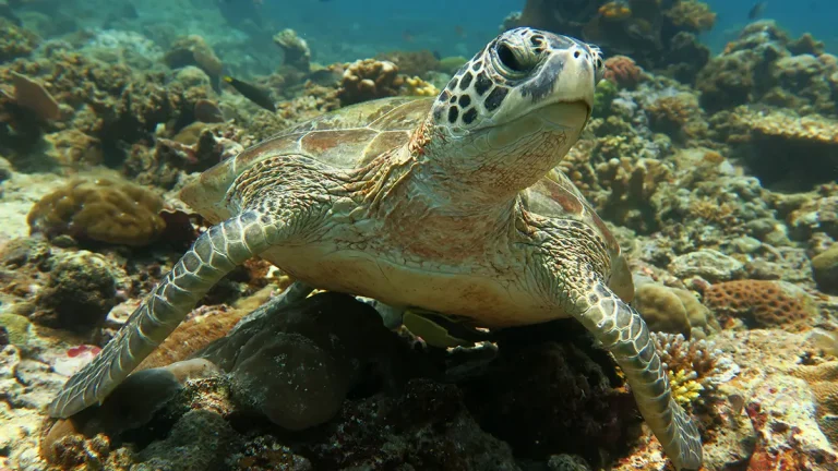 green sea turtle el nido
