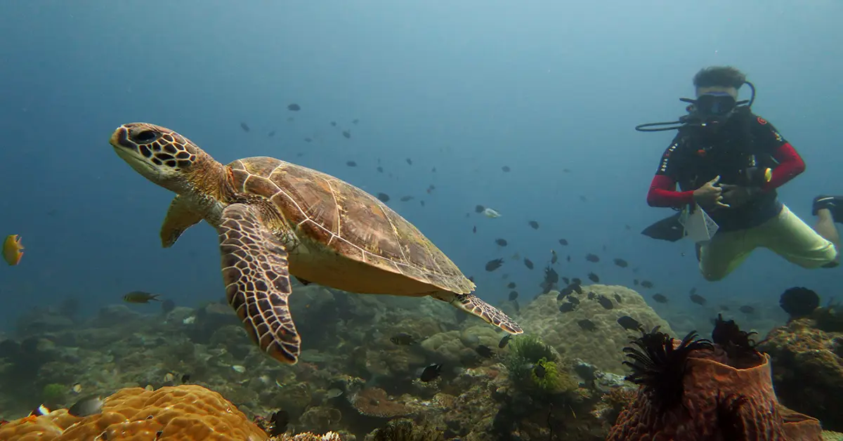 sea turtle marine life el nido palawan divers