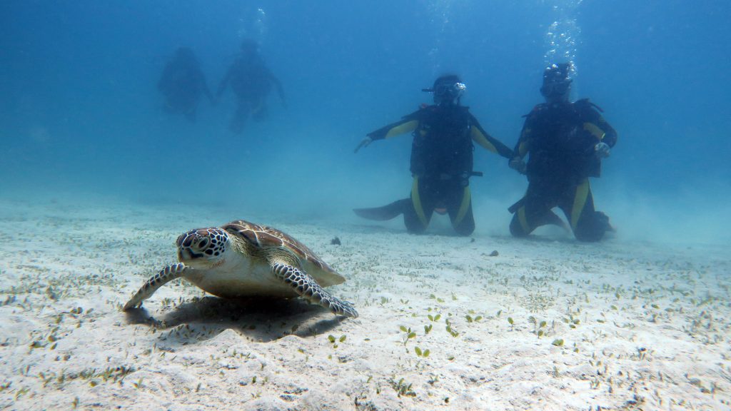 green sea turtle grazing el nido palawan divers