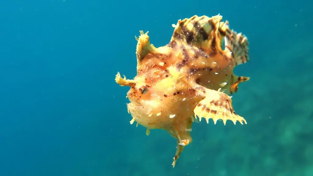Sargassum frogfish el nido palawan divers