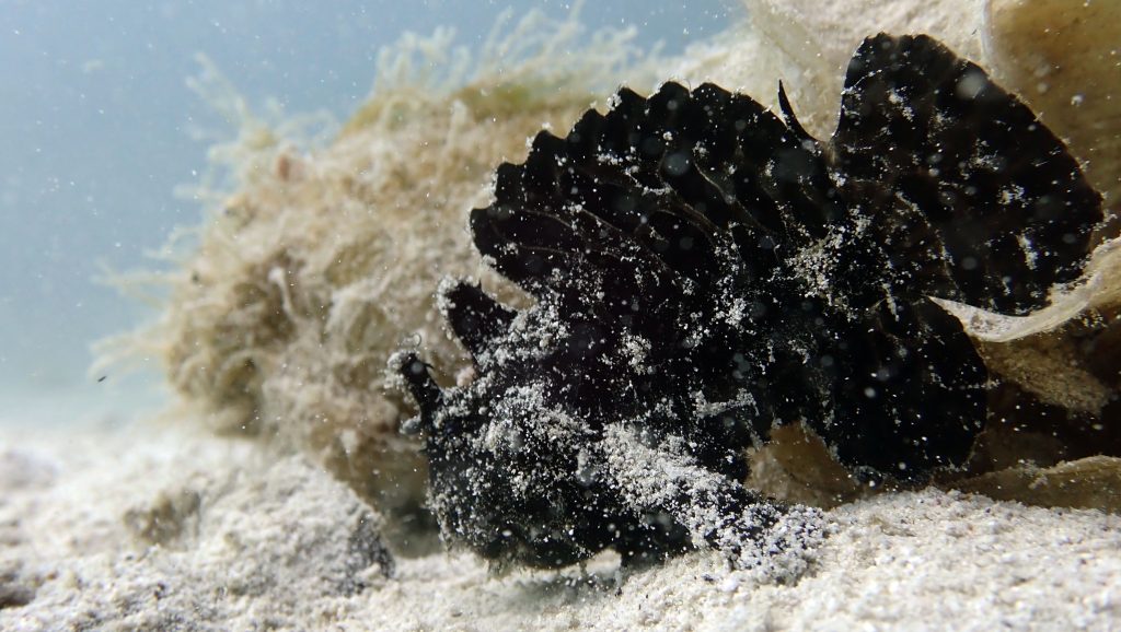 black painted frogfish el nido palawan divers