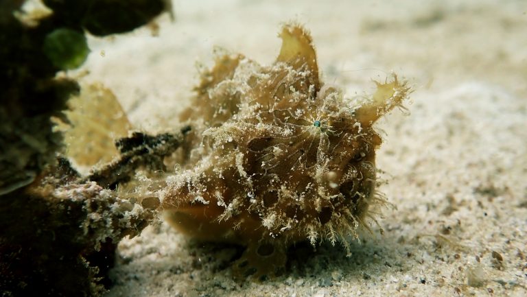 hairy frogfish el nido palawan divers
