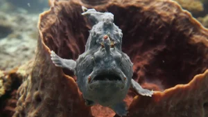 frog fish palawan divers