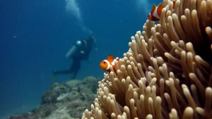 nemo palawan divers