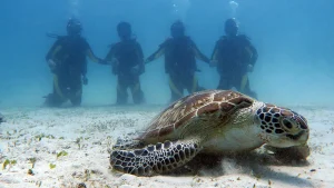 turtle palawan divers