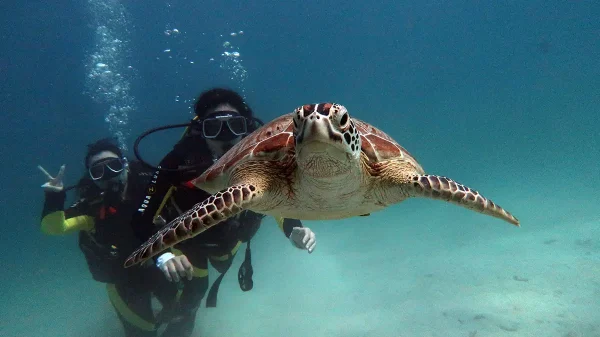 turtle palawan divers