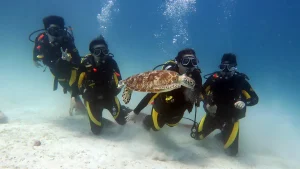 turtle swimming palawan divers