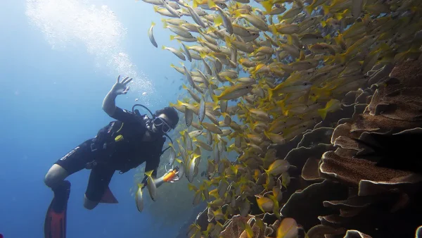 yellow snapper scuba diving el nido