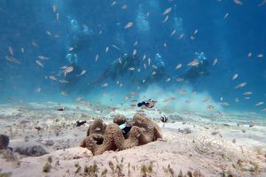 clown fish paradise el nido palawan divers