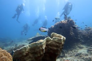 reef paradise el nido palawan divers