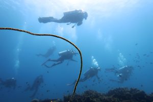 whip coral paradise el nido palawan divers