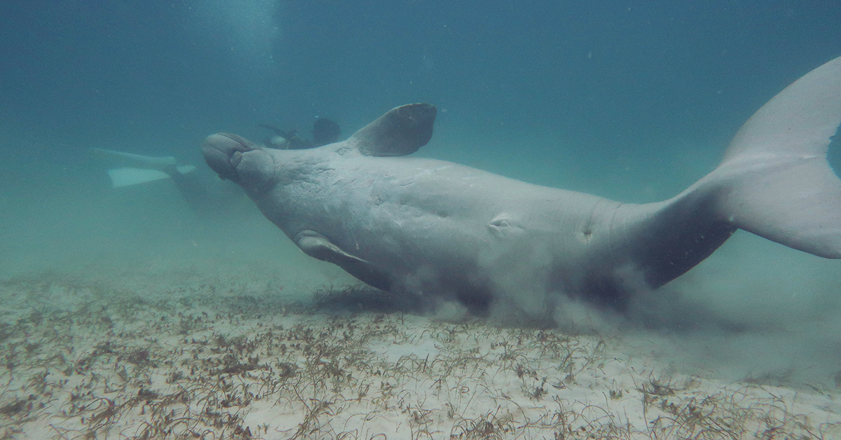 dugongs of el nido and coron rolling palawan divers