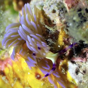 blue dragon pteraeolidia ianthina close nudibranch el nido palawan divers