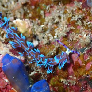 blue dragon pteraeolidia ianthina nudibranch el nido palawan divers